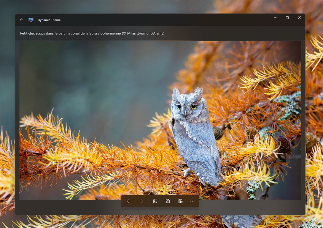 Dynamic Theme(自动更换壁纸) v1.6.80.0 官方中文版